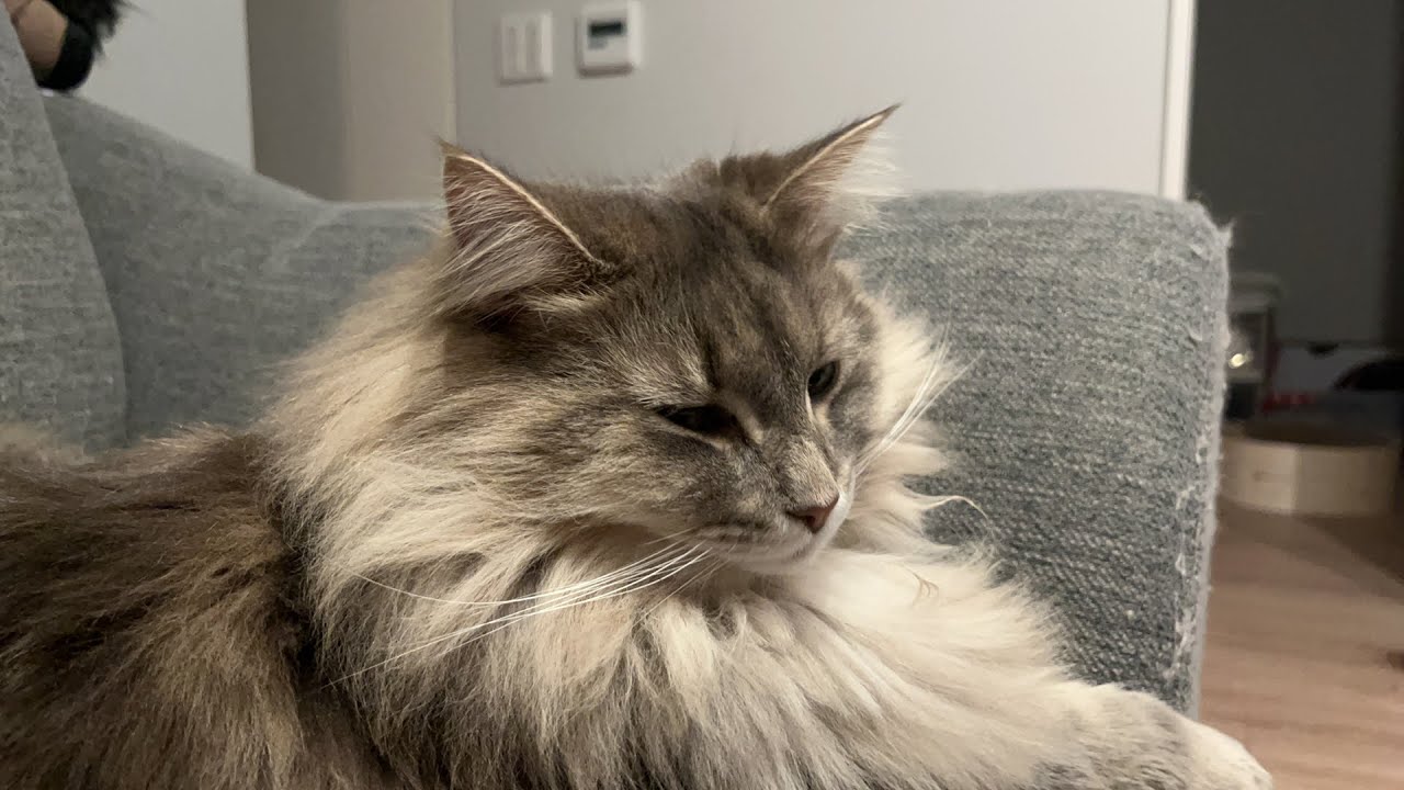 【猫ライブ】雑談配信✨ノルウェージャンフォレストキャット