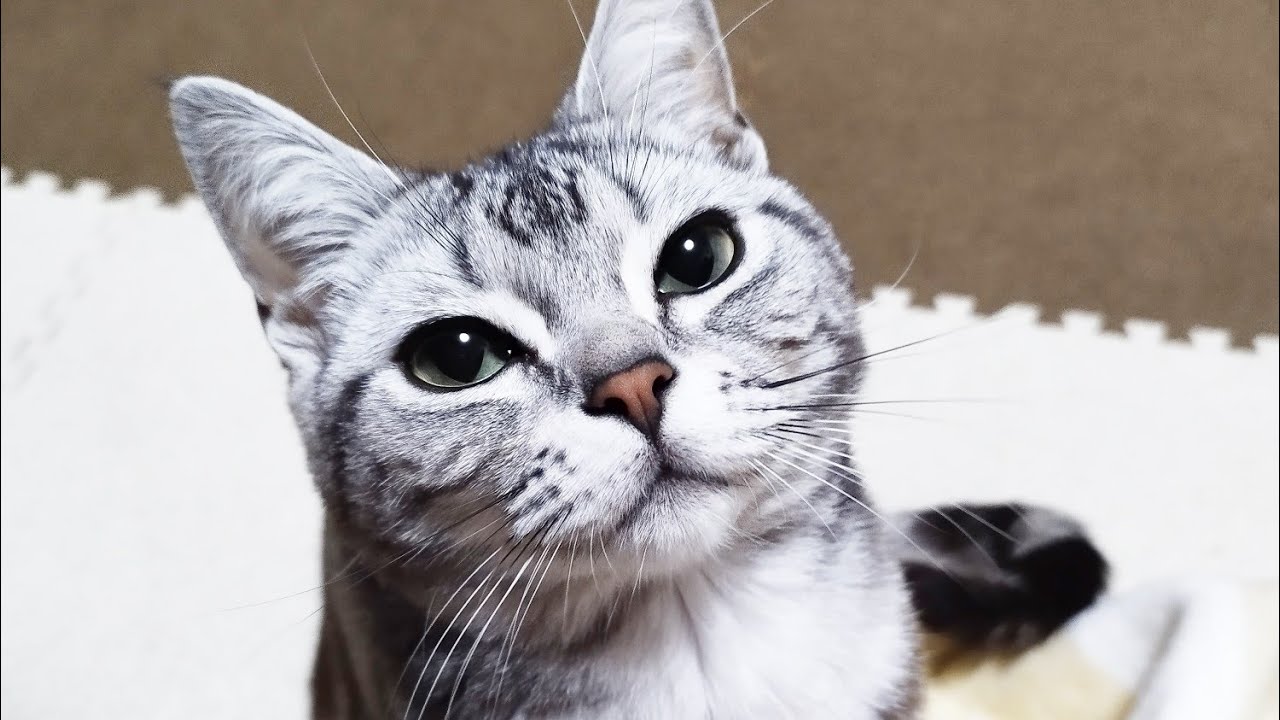 子猫の鳴き声（ご飯要求ver）#子猫#鳴き声 #アメリカンショートヘア #かわいい動物 #癒し