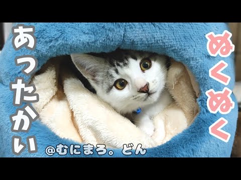 保健所からお迎えした子猫はベッドの温もりに母猫が恋しくなったみたいです。
