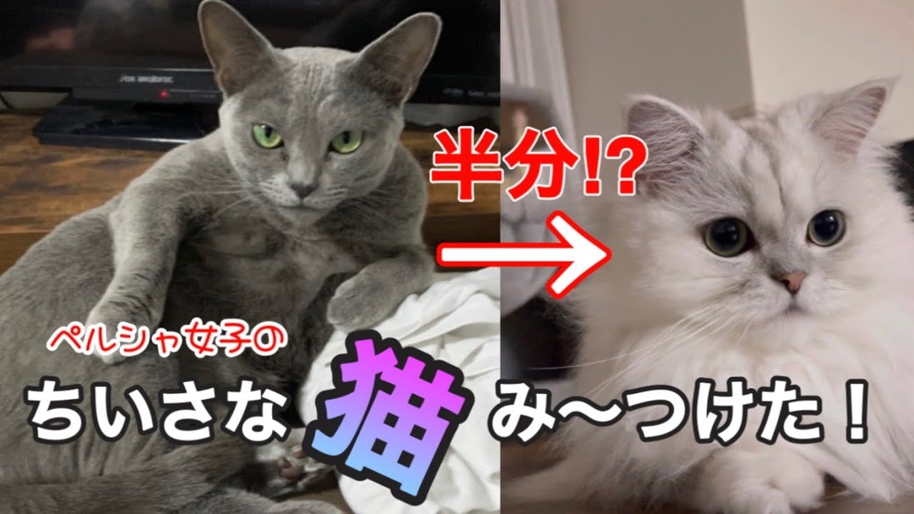 【体重公開】ペルシャ女子のちいさい猫み〜つけた！【猫動画】