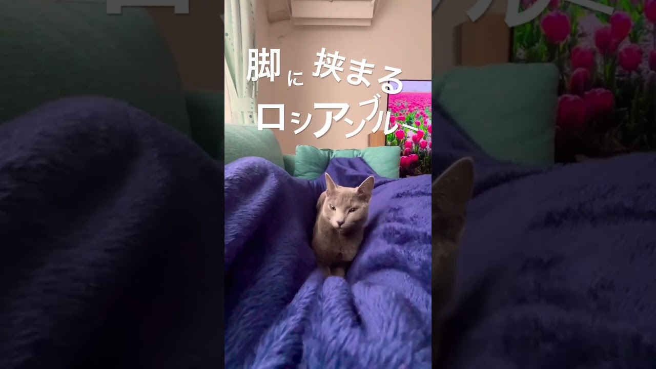 脚に挟まるロシアンブルー #猫 #ロシアンブルー #cat #russianblue #シアン