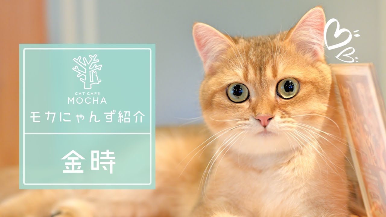 金時（ブリティッシュショートヘア♂）秋葉原店