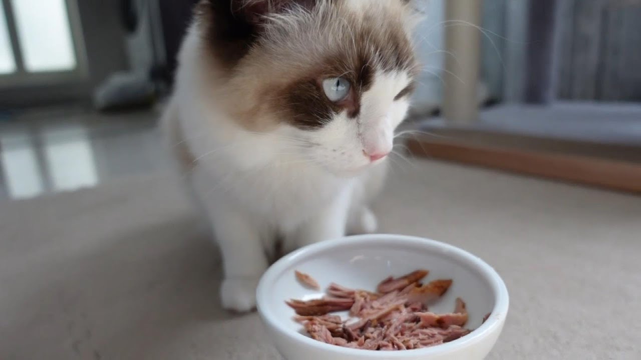 【ラグドール】食欲が完全復活しました【猫】
