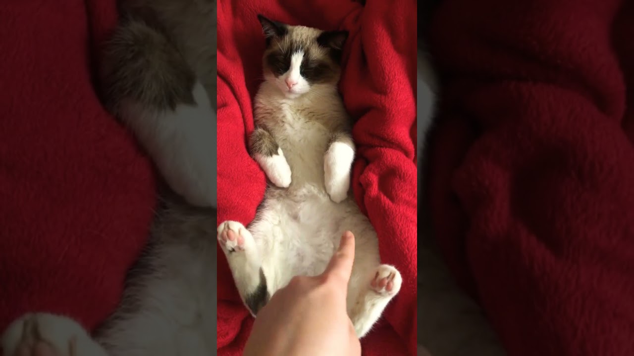 National Cat Day 2021 US ✨ National Cat Show 2021 ✨ Manx Cats ✨ Happy International Cat Day 2021