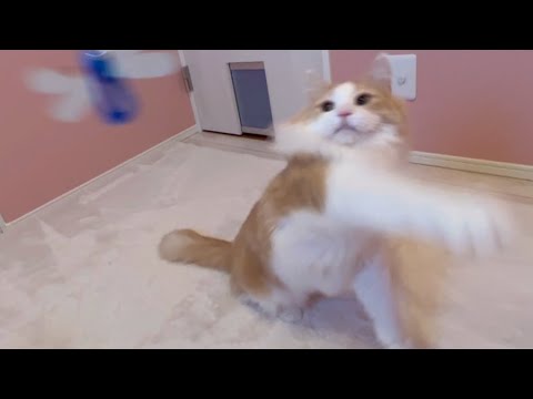 【猫パンチ‼︎】トンボさんを追いかけ回す、ノルウェージャンフォレストキャット❤︎
