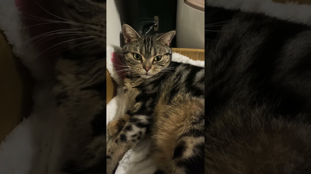 ねおきのねこ #猫 #ねこのいる生活 #アメリカンショートヘア