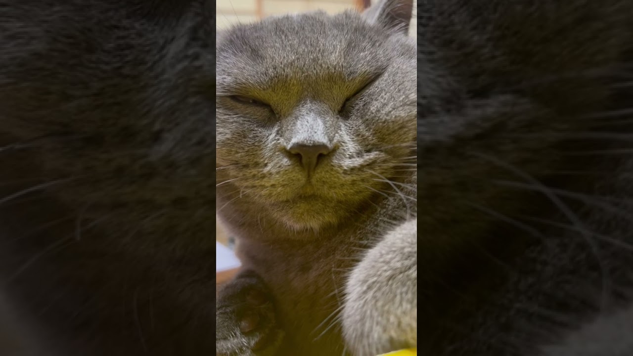 かわいい子猫の寝顔【ブリティッシュショートヘア】#shorts