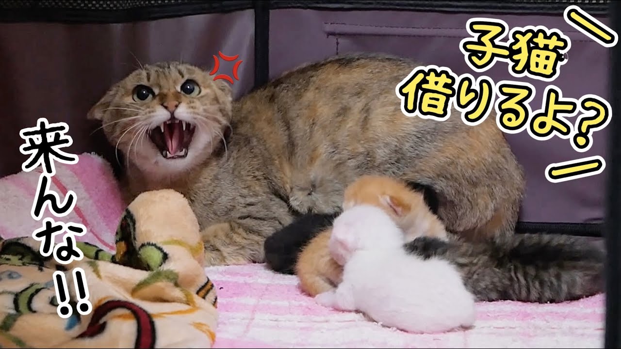 子猫を触ろうとしただけなのに母猫に威嚇されちゃいました...