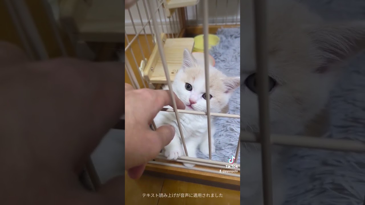 まんまるフォルムが可愛すぎる🥹👏#ミヌエット #マンチカン #猫 #munchkin #minuet  #cat #kitten #बिल्ली #Kucing #gatos #chat  #قطر