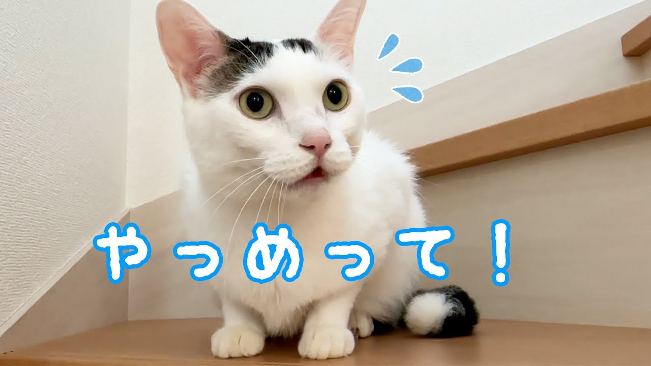 チロさんがあるものにビビってます…！