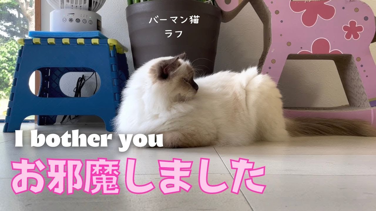バーマン猫ラフ【お邪魔しました】I bother you（バーマン猫）Birman/Cat