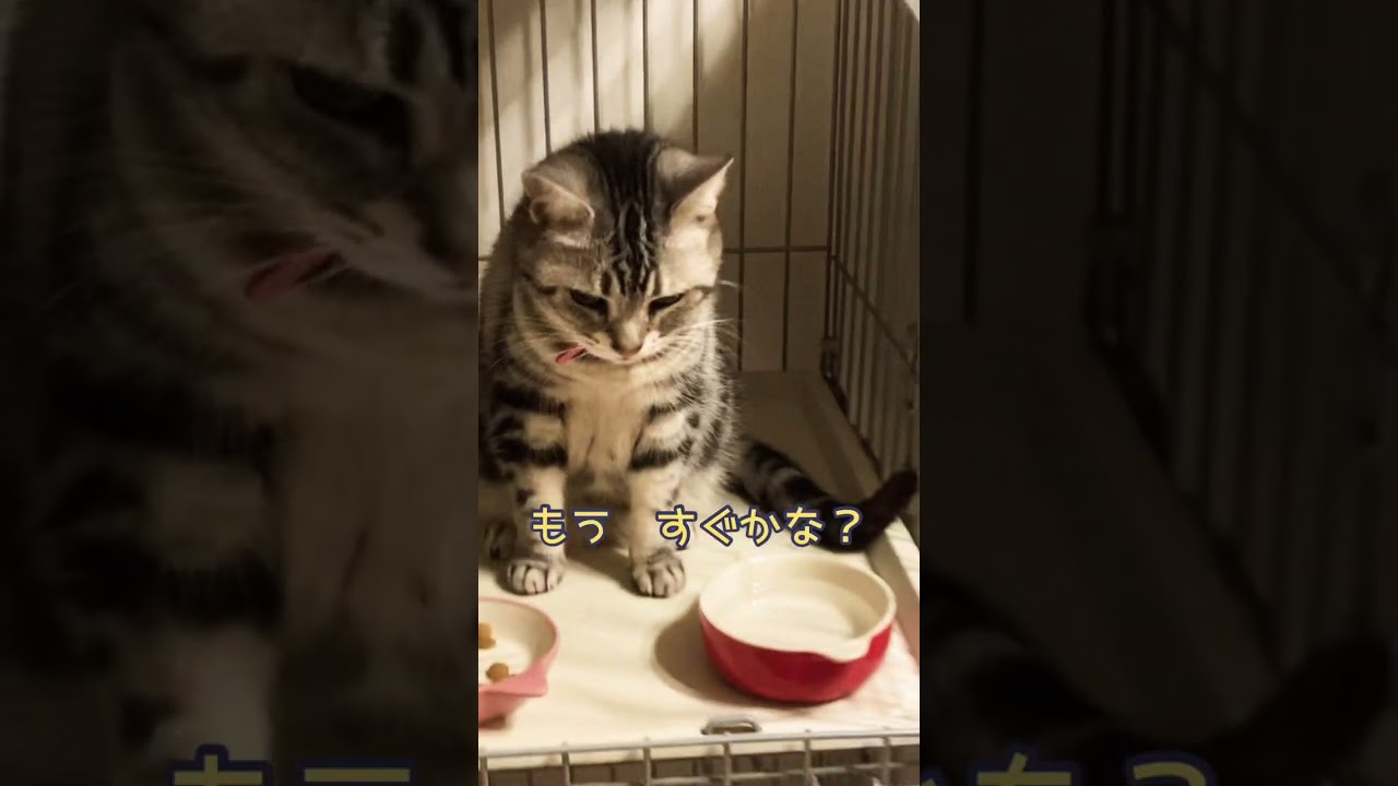 タイミングを計る猫#shorts #ねこ #アメリカンショートヘア