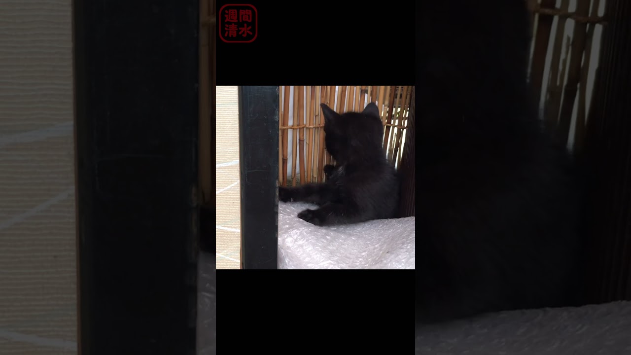 自分のシッポにじゃれる黒猫の子猫。#shorts Cute kitten playing with it's tail. 保護猫 遊ぶ 可愛い