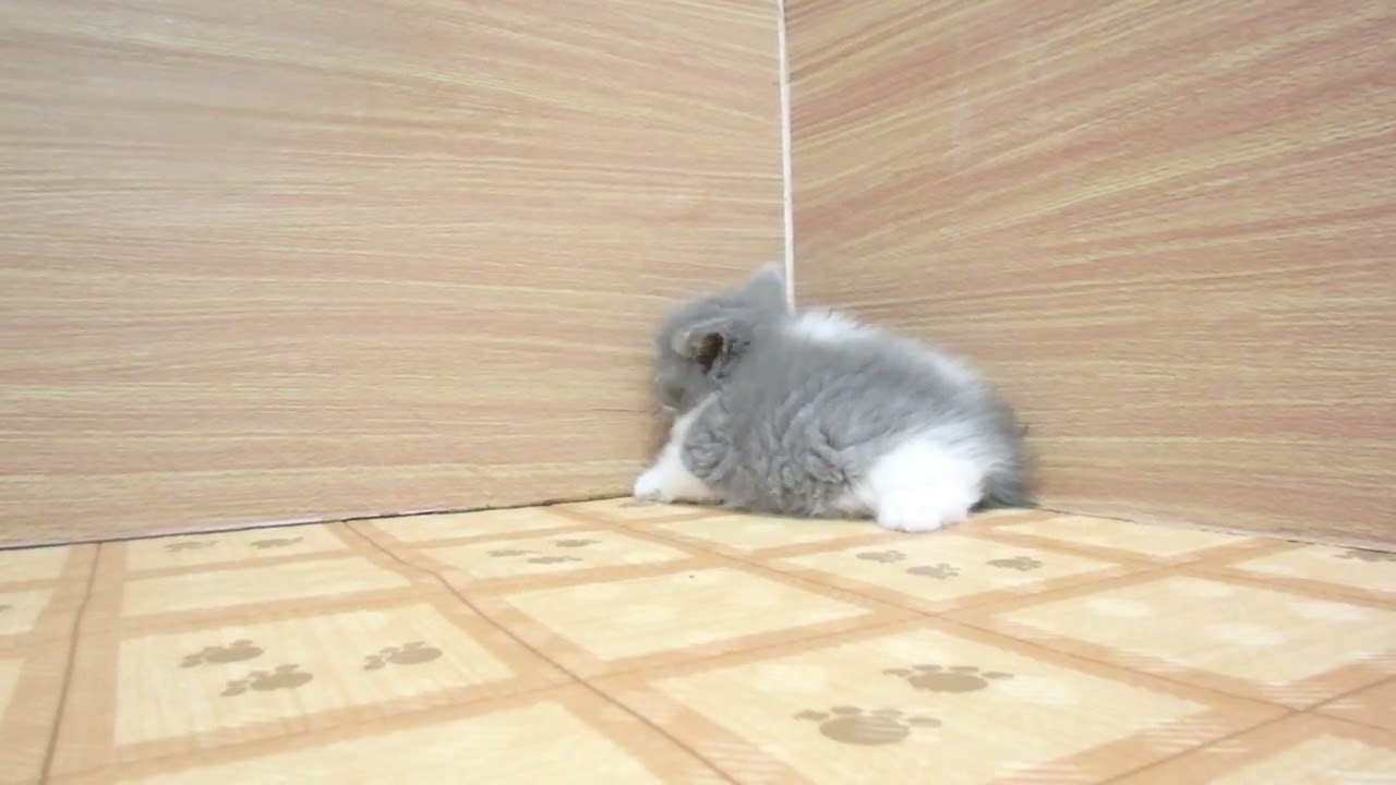 Coo&RIKU　No00621913 ブリティッシュショートヘアー