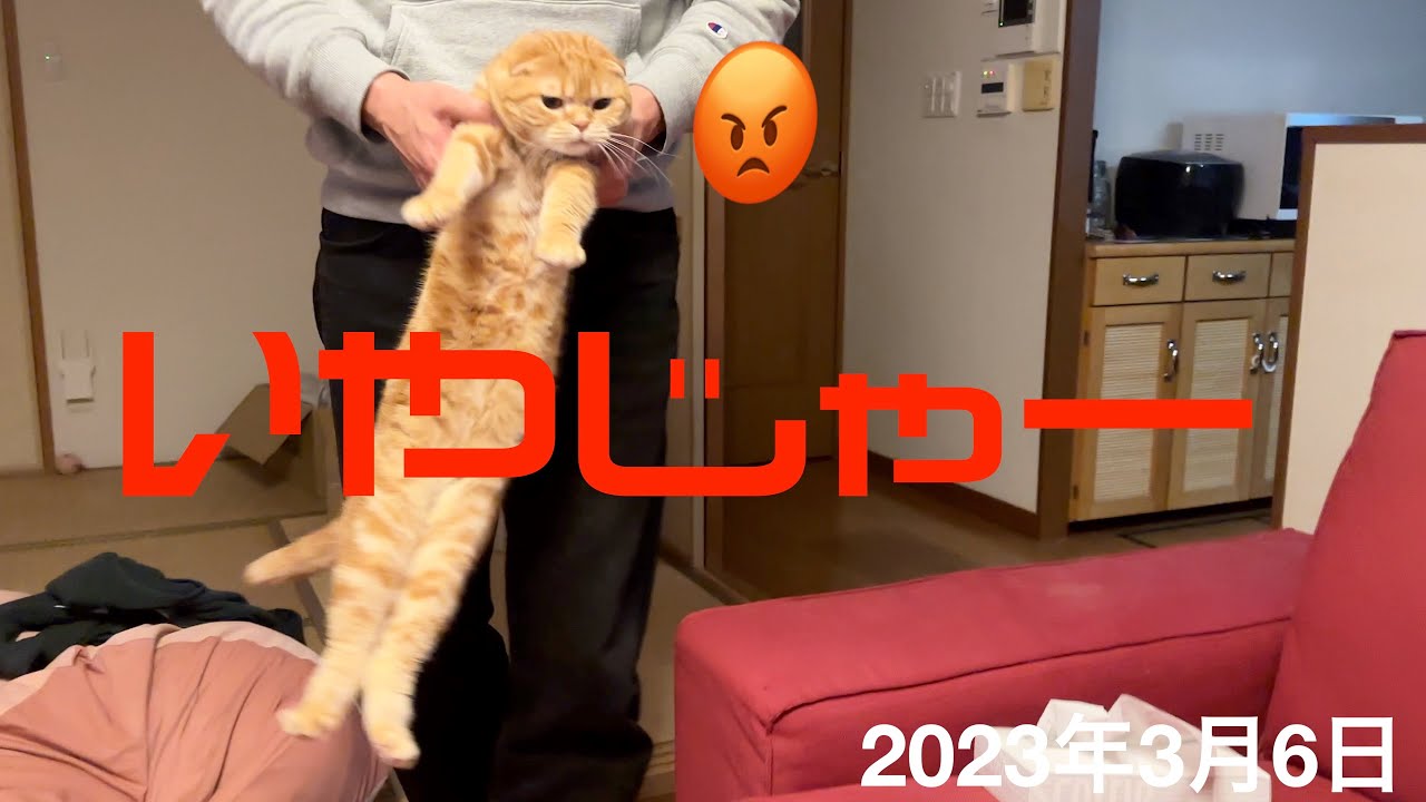 耳掃除拒否中‼️なスコティッシュフォールド「すず」：2023.03.06　#スコティッシュフォールド #猫 #耳掃除