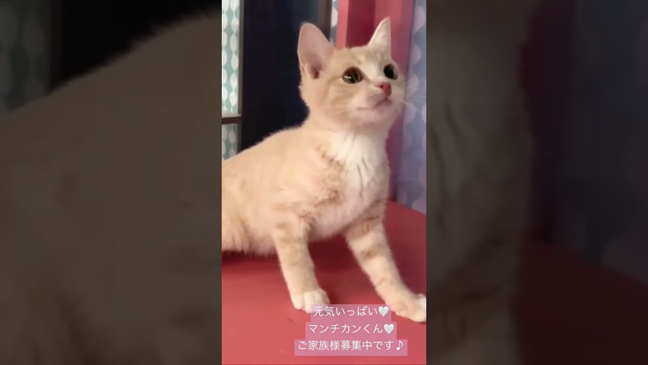 元気いっぱい🧡マンチカンくん🧡ご家族様募集中です♪