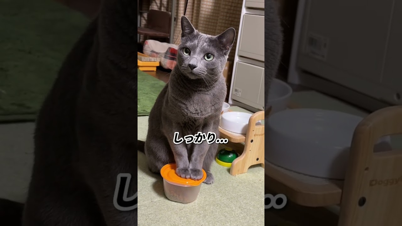 【ロシアンブルー】昨夜から今朝のめろん...元気いっぱい食欲いっぱい🤭【猫】#shorts