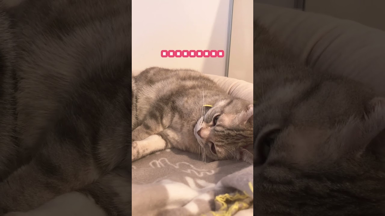もう…限界な猫。#shorts #アメリカンショートヘア #ねこ