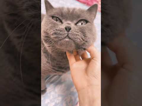 #ねこのいる生活 #ねこ好き #ねこ #ブリティッシュショートヘア #短足マンチカン ねこの大吉♡花丸