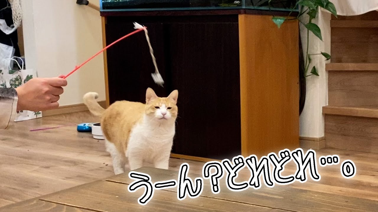 なぜか無謀にも回っているおもちゃに顔を突っ込もうとするねこ
