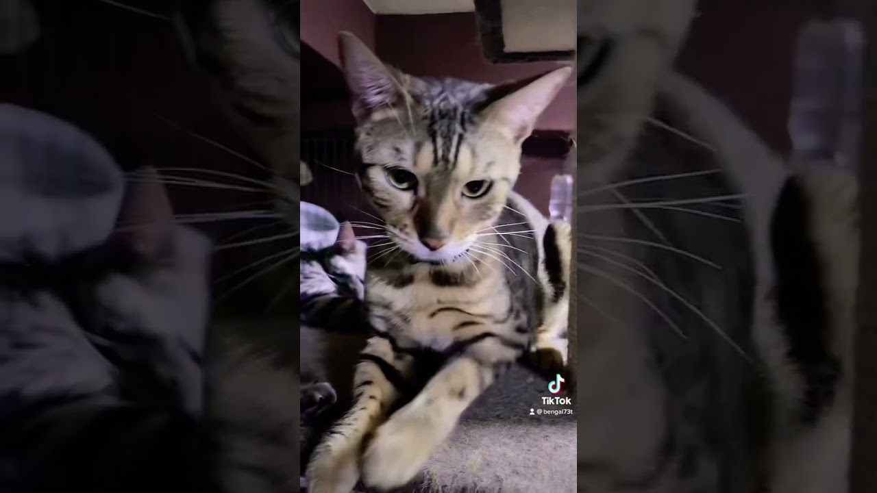 ぺちぺちっ！ #ベンガル猫 #ベンガル #子猫販売 #ベンガル子猫 #ブリーダー #ペットショップ #ベンガルキャット #ベンガルブリーダー #子猫