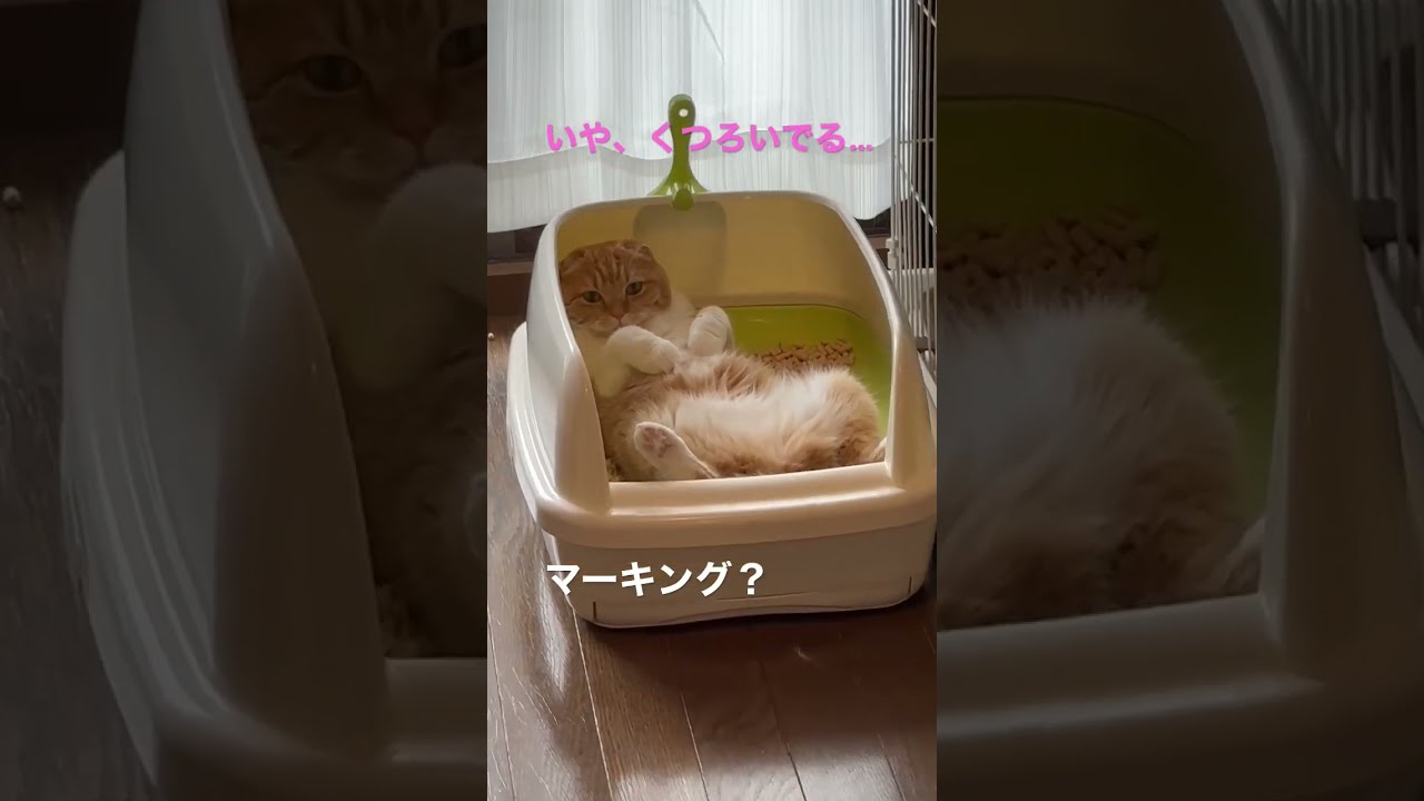 トイレでくつろぐ猫、アカネ。#shorts #スコティッシュフォールド #保護猫 #猫 #cats