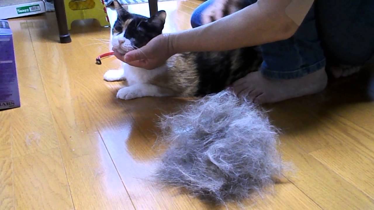 猫毛もこもこ