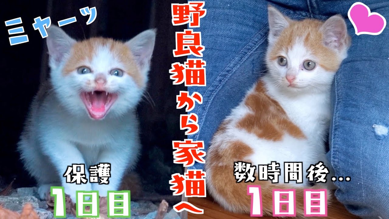 【野良猫から家猫へ】保護した子猫の目つきが数時間で激変！？【子猫保護初日 前編】