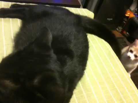 黒猫ボンベイ 20101013