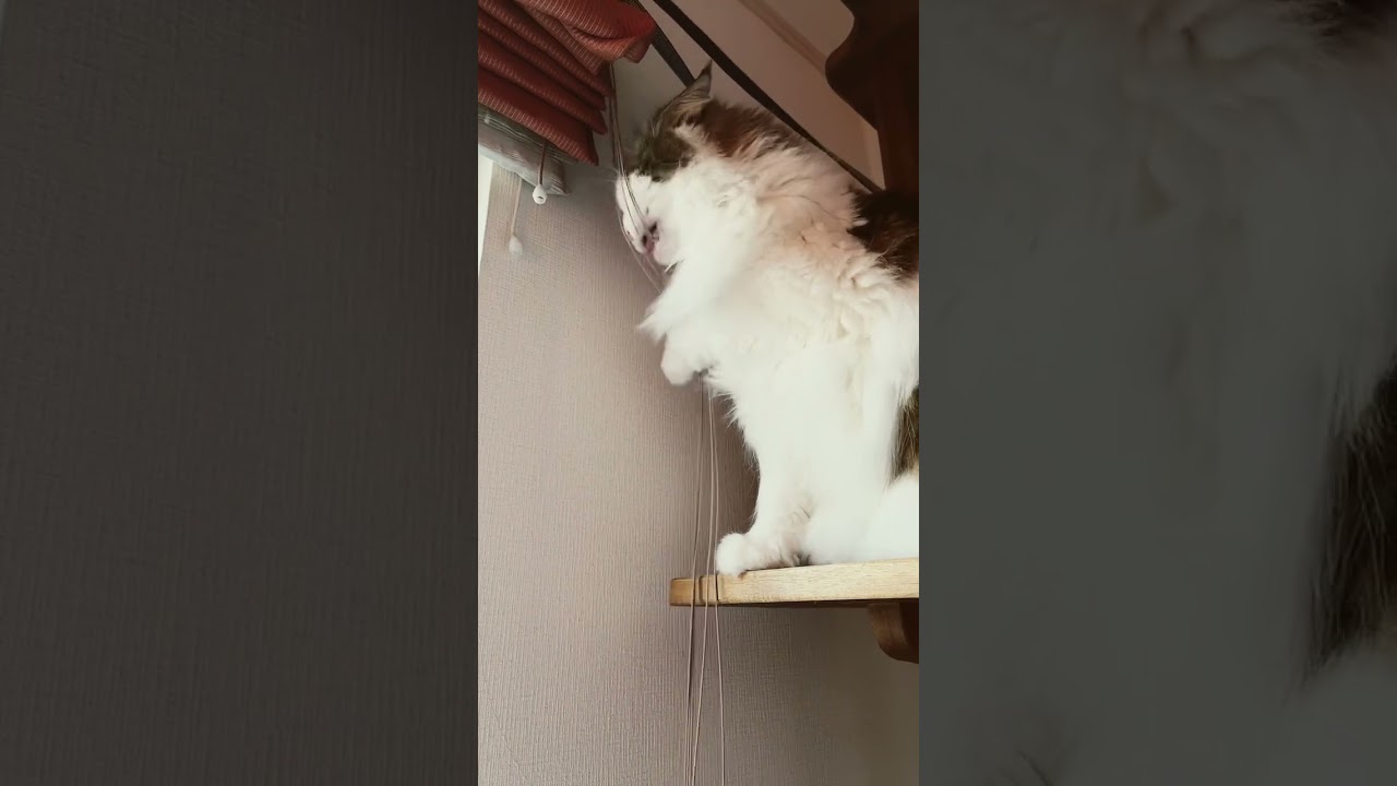#shorts #cat #cats #ノルウェージャンフォレストキャット #大型猫 #ノル猫5にゃんねる