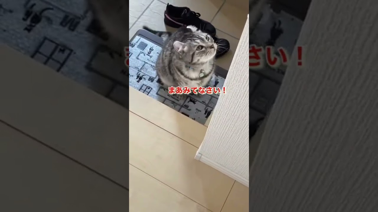 「アメリカンカール⭐︎マンチカン」猫同士の平凡な日常に癒される🎶
