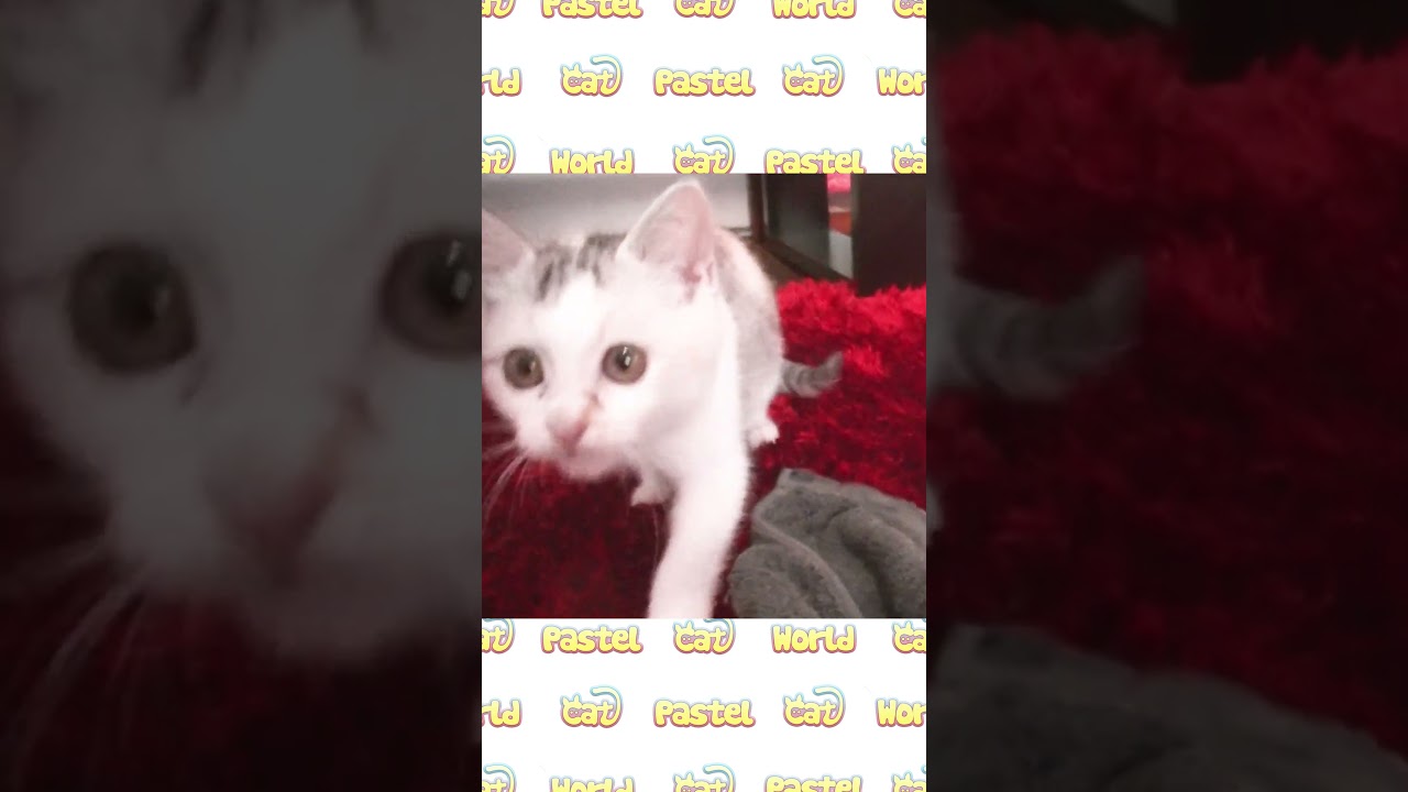 元気に駆け回る姿が愛らしい子猫のネコ吉 #Shorts