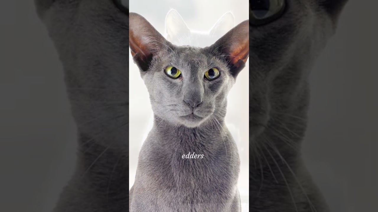 10 Best 🐱 Cat Breeds for People With Allergies #shorts