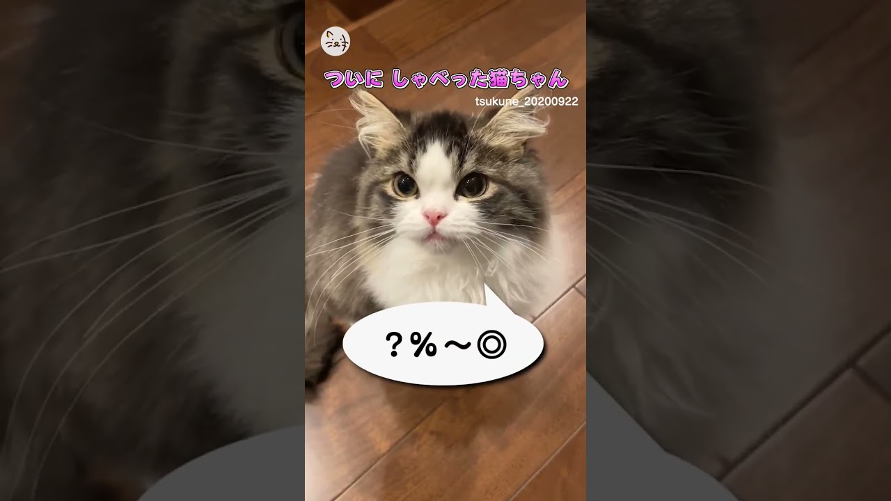 日本語を喋る猫？サイベリアン子猫のおはぎちゃん🐈 猫王国 #サイベリアン #子猫 #cat