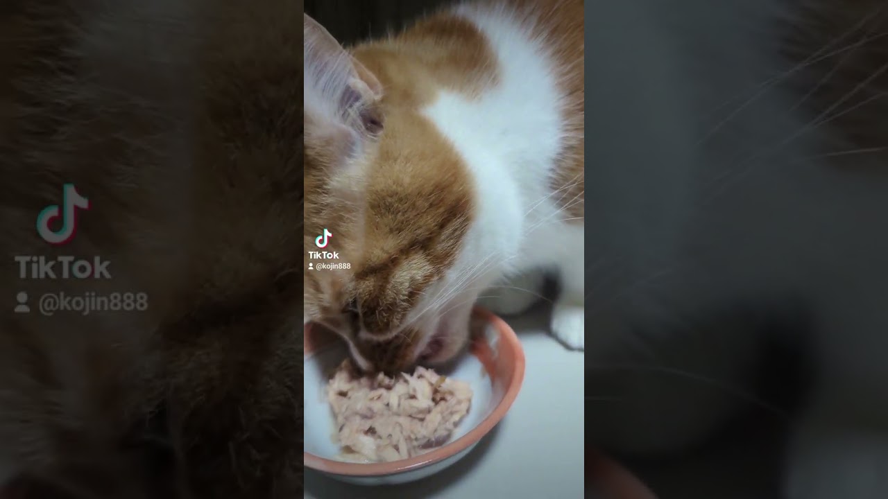 3/10ねこさんの晩餐会（´・ω・`） #cat #猫 #アビシニアン #ねこ #キジトラ #短足マンチカン #abyssinian #マンチカン #短足