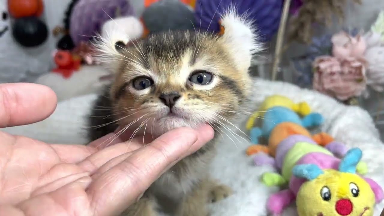 アメリカンカール　8/28生まれ　男の子