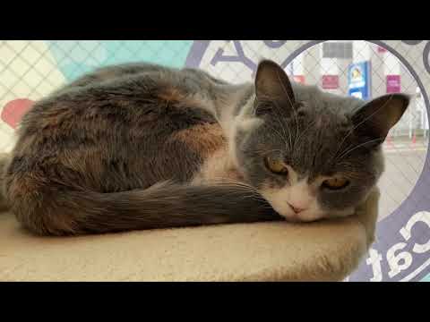 ペットショップCoo&RIKU　523245　ブリティッシュショートヘアー