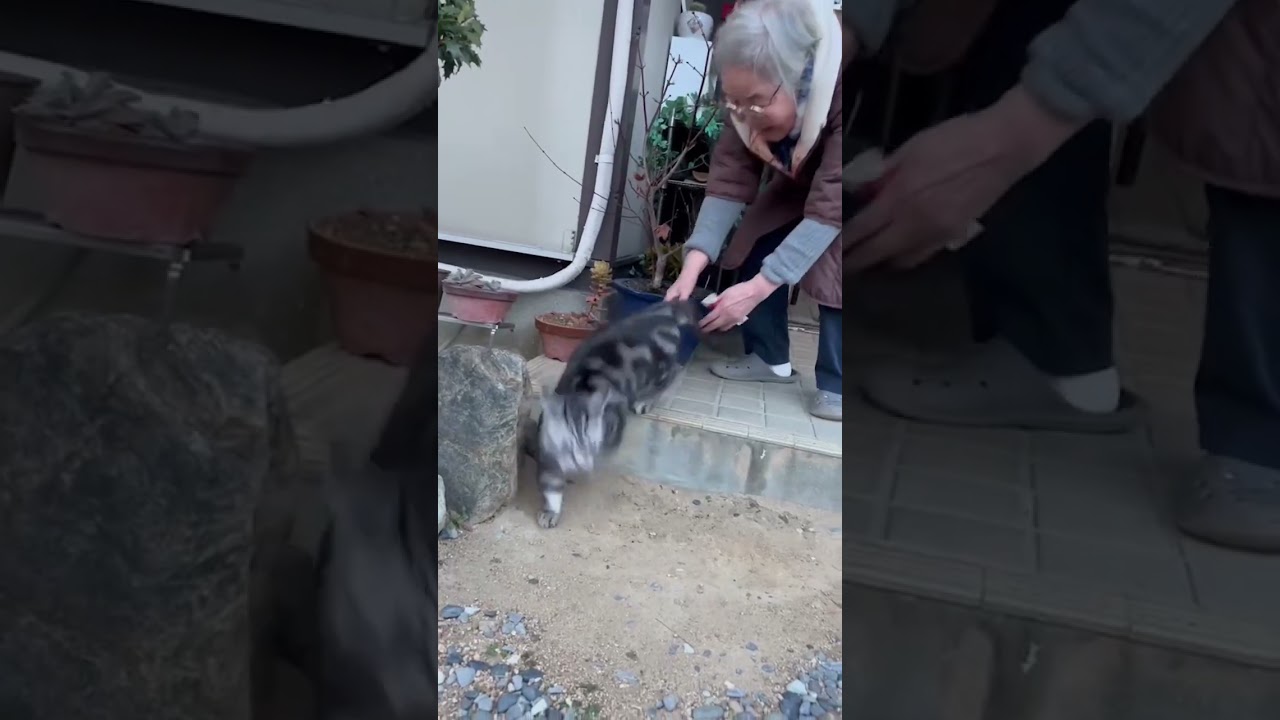 脱獄に成功して満足な猫。 #マンチカン #ねこ #脱走