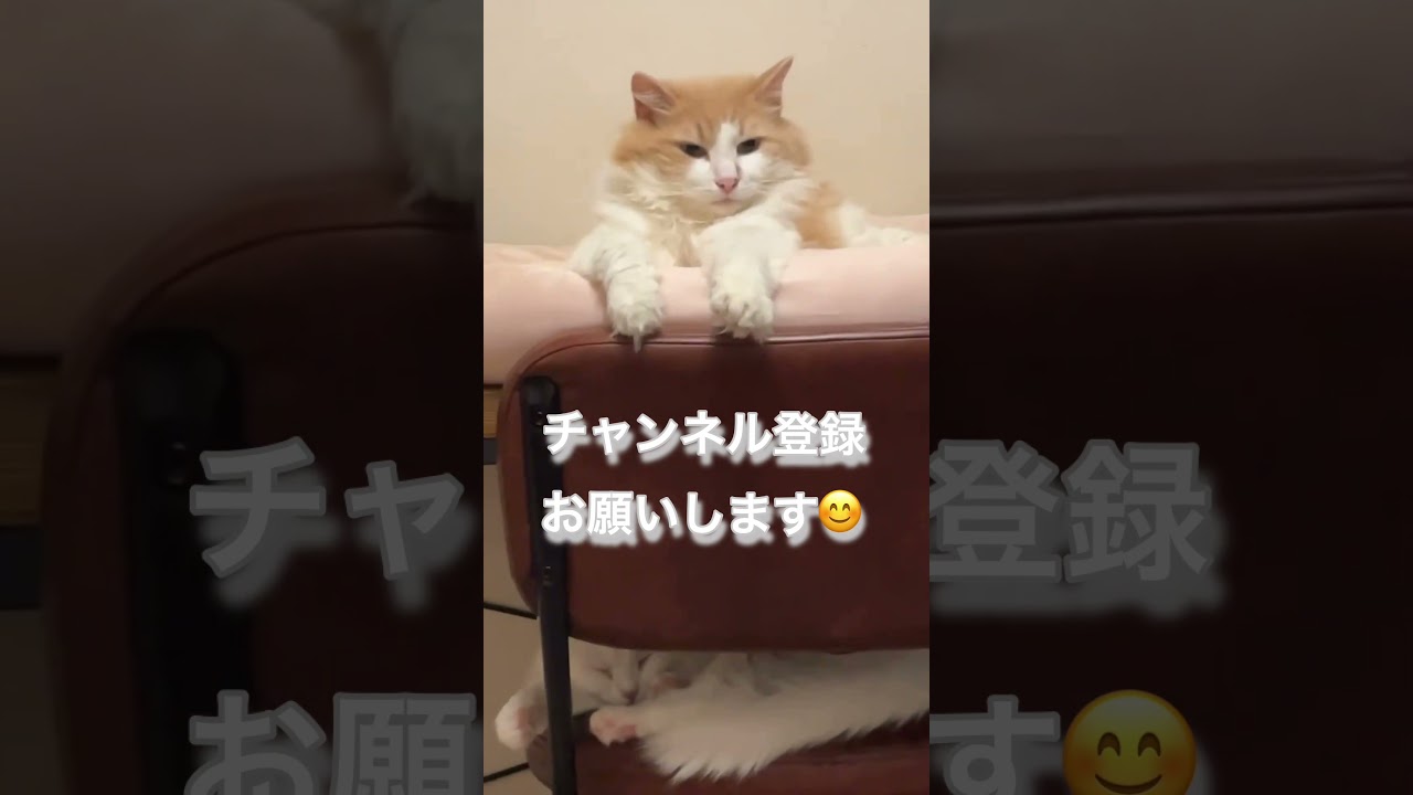 猫の二段ベッド#short #shorts #猫#アメリカンカール #ノルウェージャンフォレストキャット