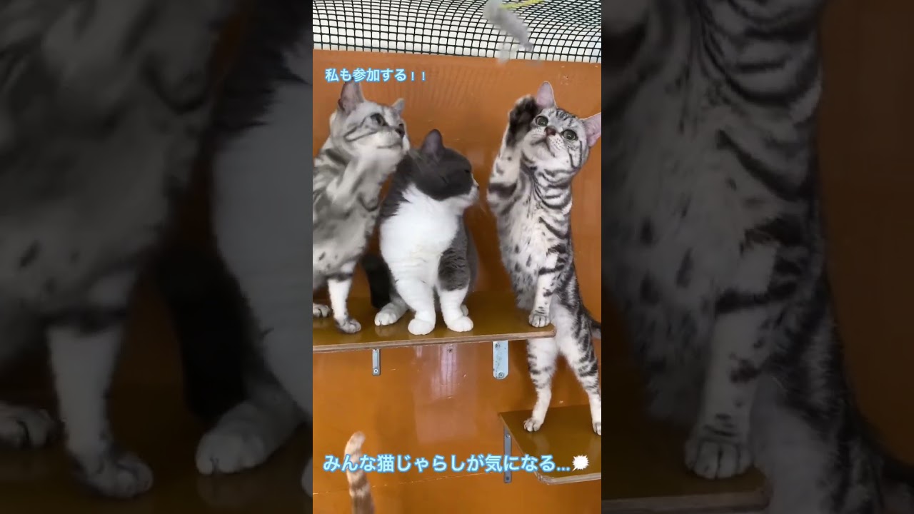 仲良し♡ #アメリカンショートヘア #アメショ #スコティッシュフォールド #ゆう#けんぴ #たわし #猫 #ねこ動画 #猫好きさんと繋がりたい #ねこじゃらし #おもちゃ #ペットモデル募集中