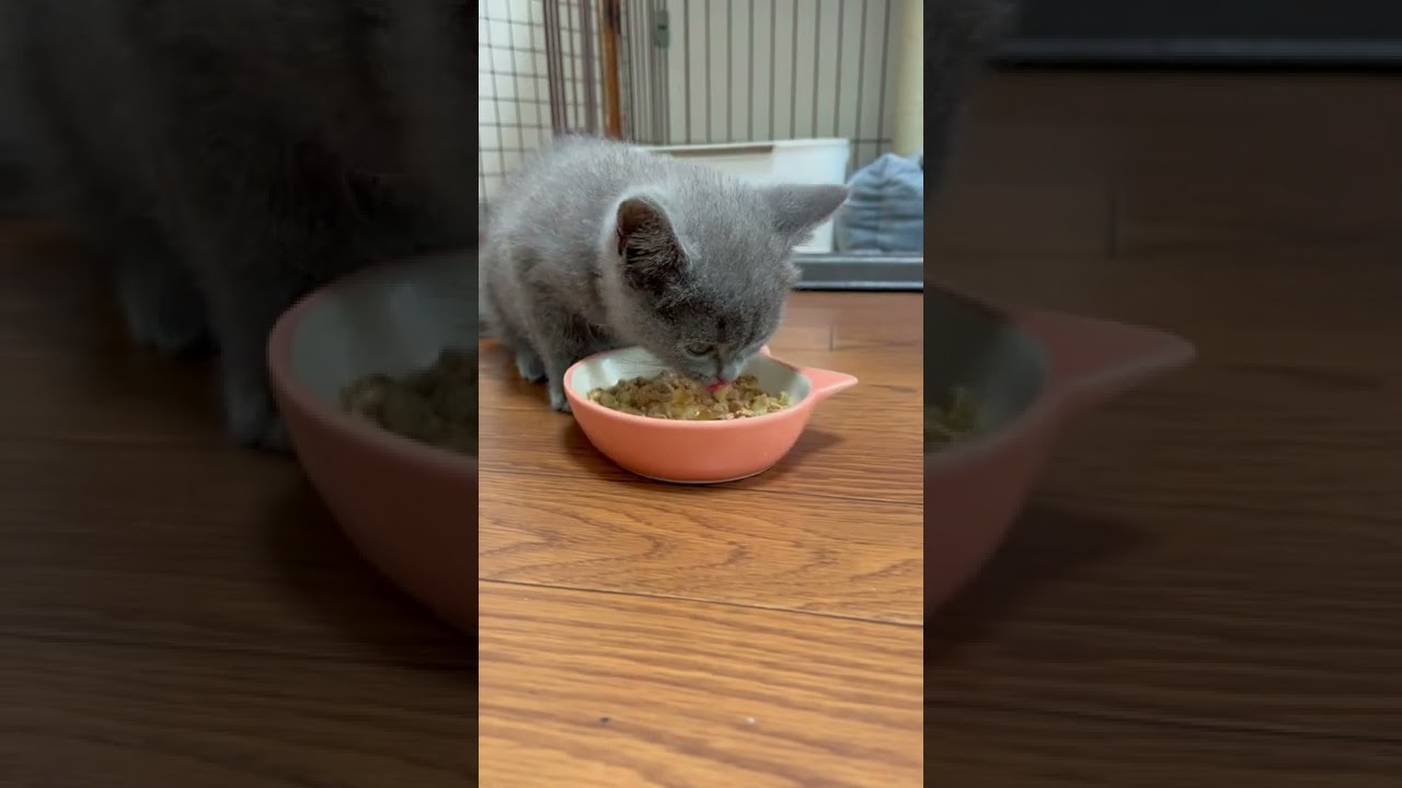Noah eating lunch! ノア君お昼ご飯！【ブリティッシュショートヘアー】British Shorthair #shorts