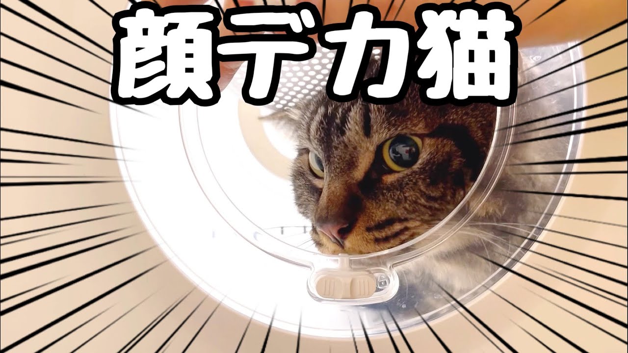 顔がデカ過ぎてドライヤーBOX脱走困難な猫さん