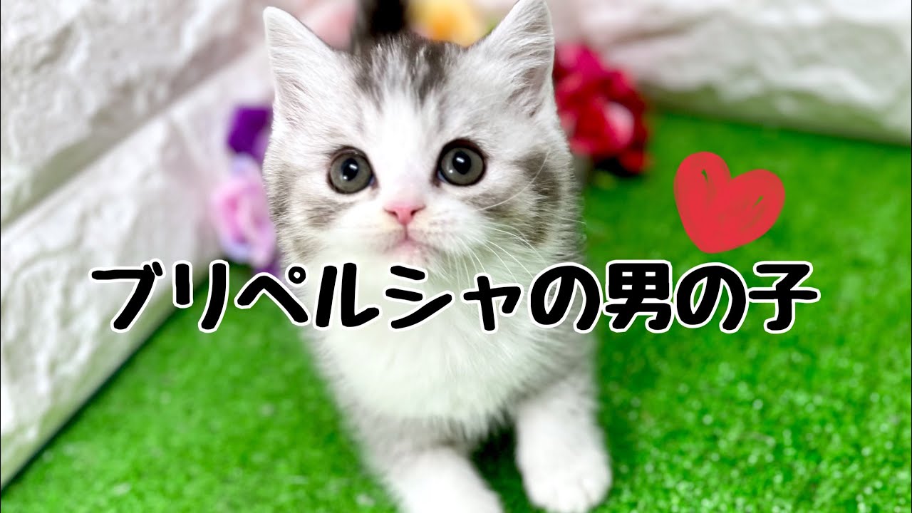 ミックス猫・ブリペルシャの子猫　（中之島）
