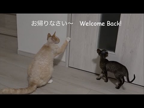 お出迎えしてくれたデボン兄弟です。(Devon Rex brothers came out to greet me at the door.)