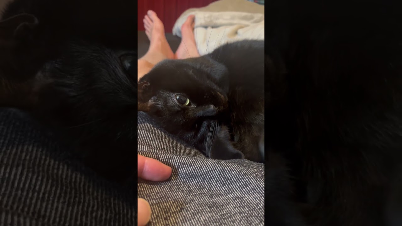 #猫動画 #猫かわいい #shorts  可愛すぎる黒猫