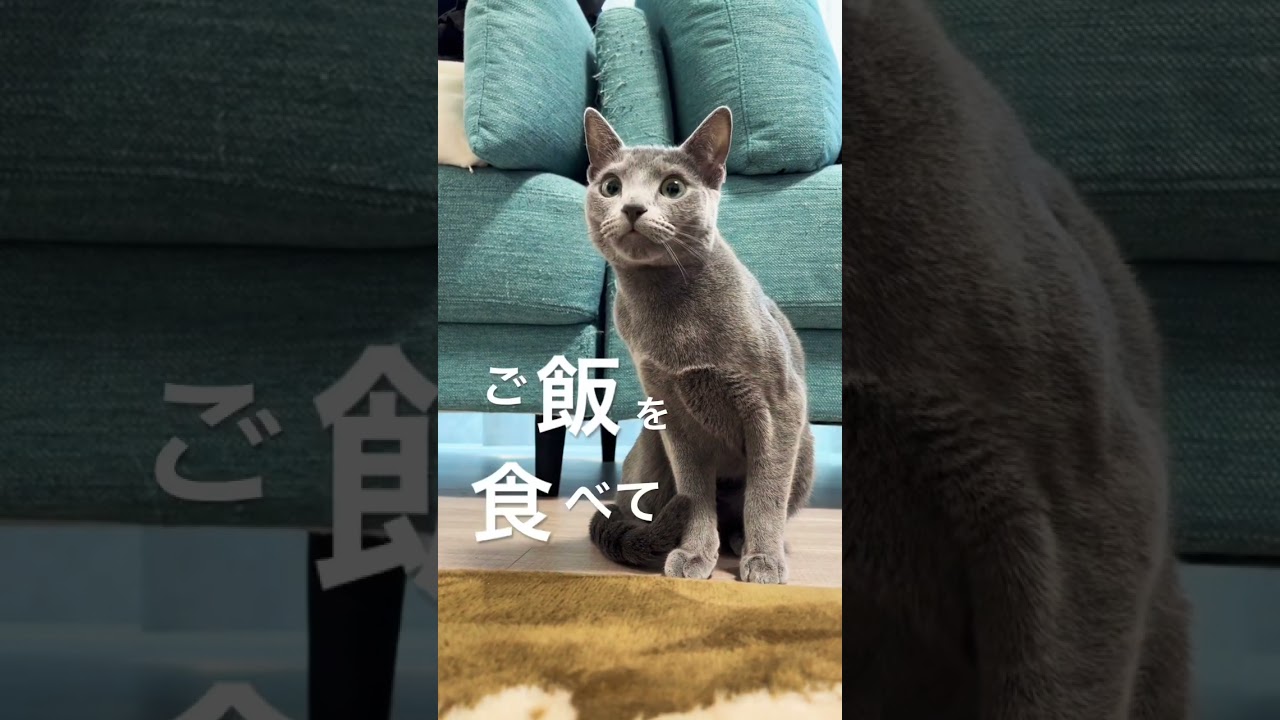 ご飯を食べてご満悦なシアン #ロシアンブルー #猫 #キャットフード