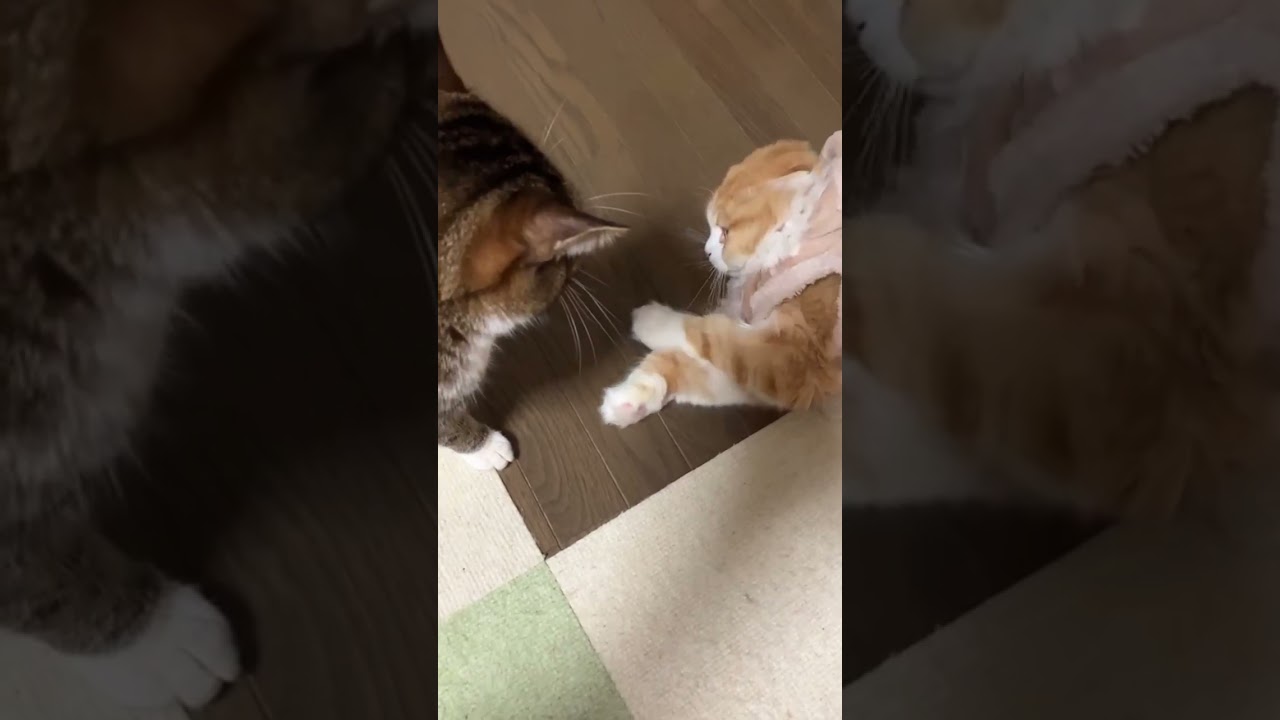 【#猫】ゴロゴロ大作戦に先輩猫は…？【マンチカン♀ #shorts