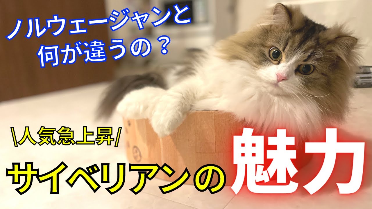 【シベリアの森に暮らす猫】サイベリアンを実際に飼ってみて分かったこと＆その魅力とは？ノルウェージャンとの比較についても解説！