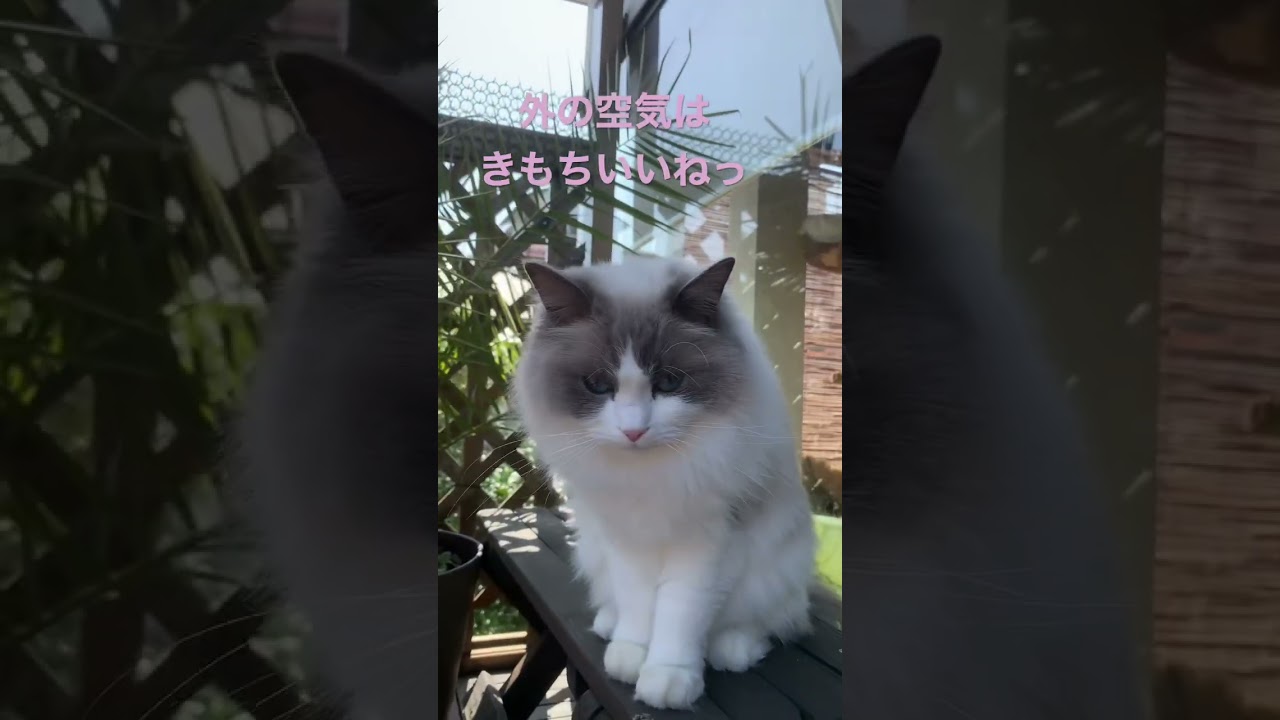 ベランダが気持ちいい季節 ラグドール ぬいぐるみ猫 もふもふ フェニックス ragdoll 猫かわいい動画 猫癒し動画 猫カフェ気分 小さいラグドール @minamin.ch.2022