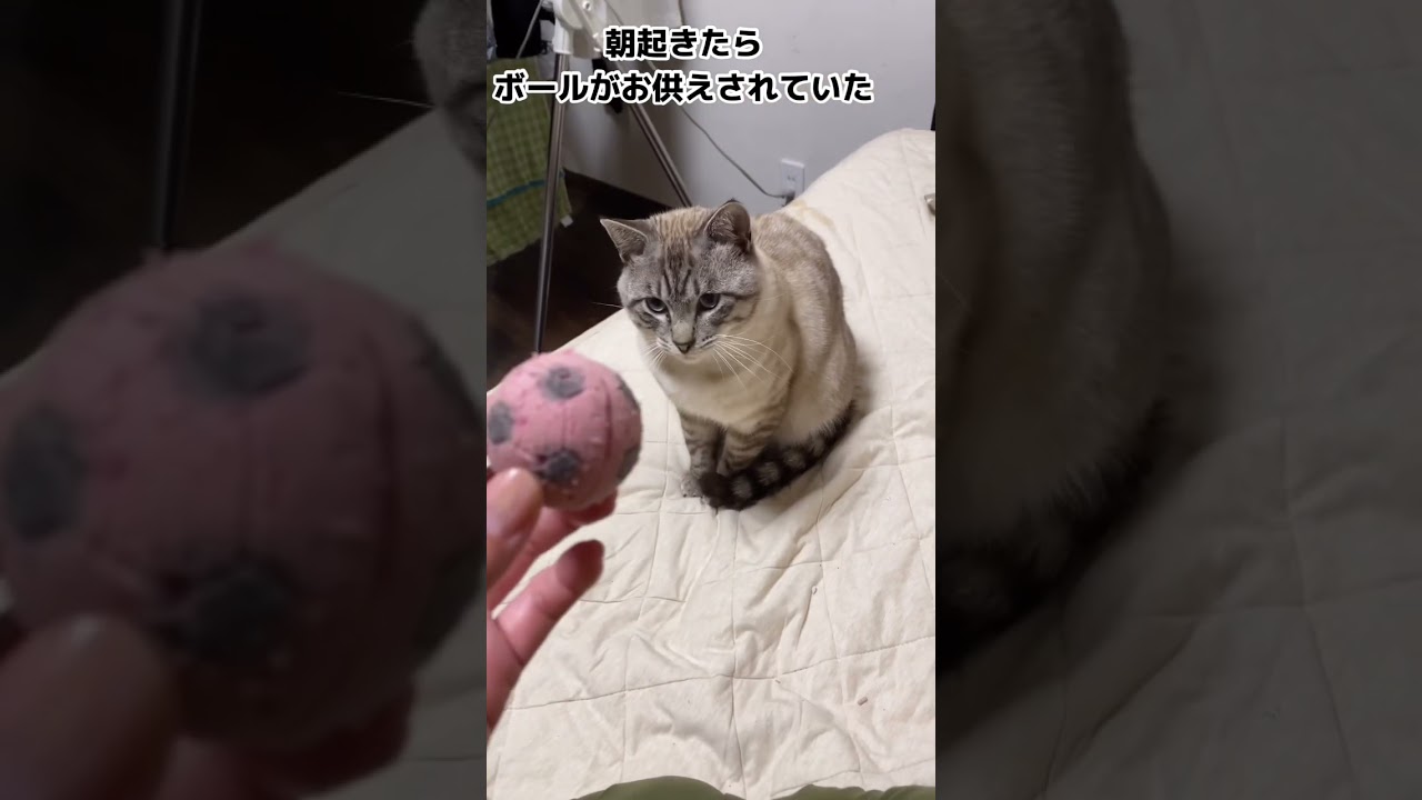 猫が私にお供え物してくる